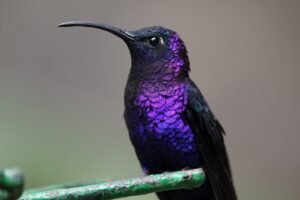 Violet Sabrewing. c/o Cephas, wikicommons.