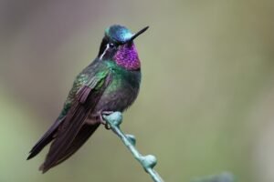 Purple Throated Mountain Gem. c/o Cephas, wikicommons.