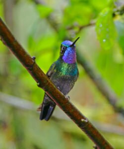 Purple Throated Mountain Gem. c/o Joseph C Boone, wikicommons.