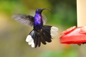 Violet Sabrewing. c/o Amaury Laporte, wikicommons.