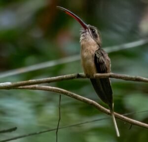 Long-billed Hermit. c/o Hector Bottai, wikicommons.