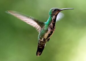 Green-Breasted Mango female. c/o Dominic Sherony, wikicommons.
