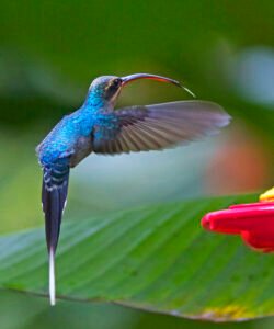 Green Hermit. c/o Joseph C Boone, wikicommons.