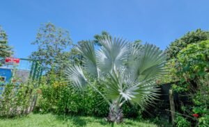 Income house close to playa cahman uvita costa rica (12)
