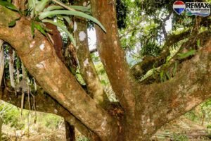 Land-for-sale-in-Costa-Rica 1 (40)