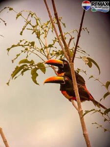 Ocean Sunsets in Tropical Costa Rica – 3-Bed Dream Home For Sale 42 (1)-2