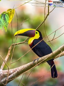 Ocean Sunsets in Tropical Costa Rica – 3-Bed Dream Home For Sale 42 (1)