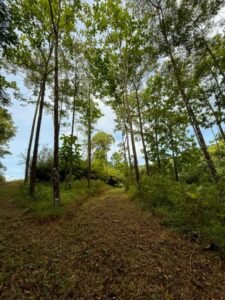 Ocean view lot in Dominical Costa Rica (13)