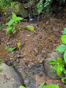 Ocean view lot in Dominical Costa Rica (20)