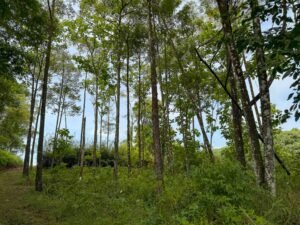 Ocean view lot in Dominical Costa Rica (21)