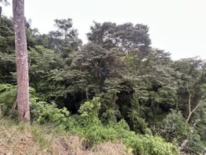 Ojochal lot in phase 9 – jungle views (29)