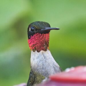 Ruby-Throated Hummingbird. c/o Paul Danese, wikicommons.