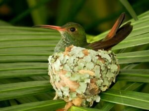 Rufous-Tailed Hummingbird on a nest. c/o Segidawiki, wikicommons.