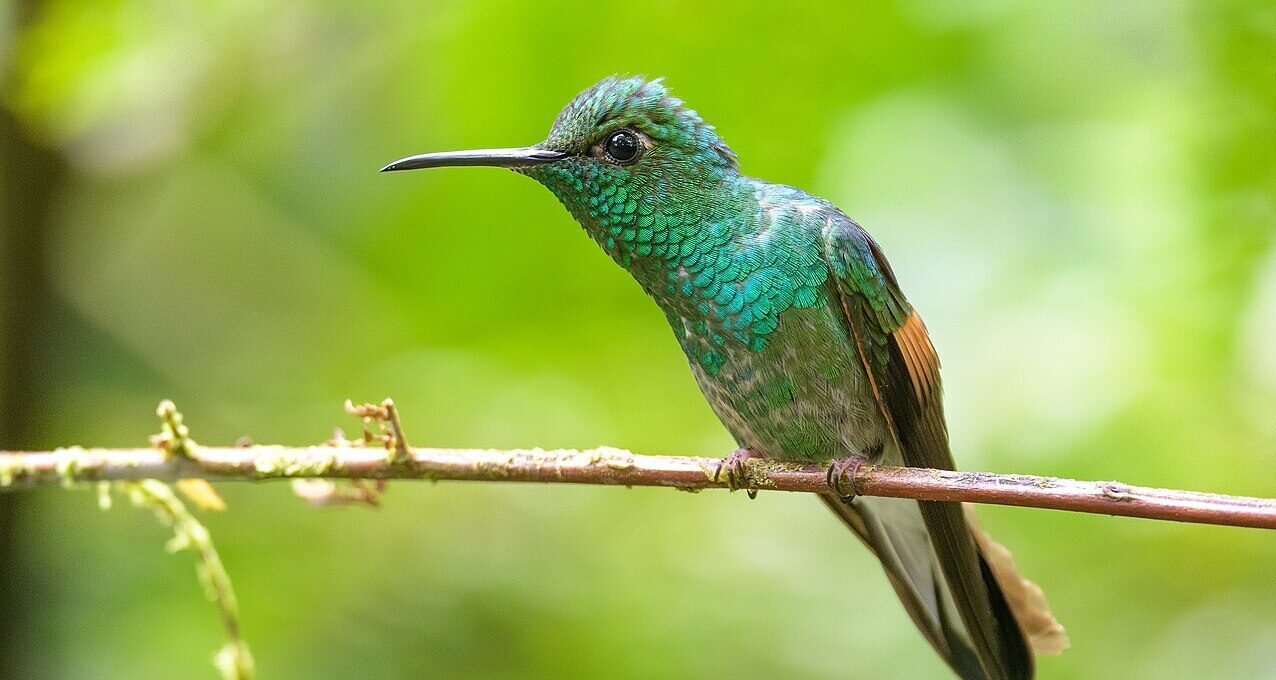 Hummingbirds of Costa Rica