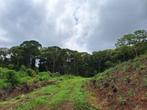 Tinamastes valley property near dominical (12)