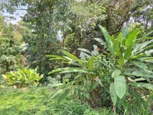 Tinamastes valley property near dominical (13)