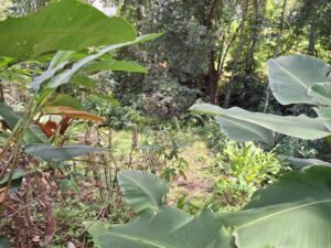 Tinamastes valley property near dominical (15)