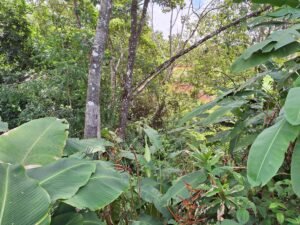 Tinamastes valley property near dominical (16)