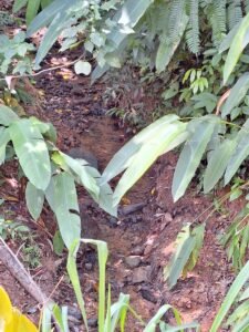 Tinamastes valley property near dominical (19)