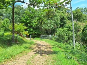Tinamastes valley property near dominical (2)