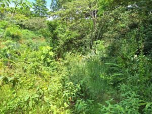 Tinamastes valley property near dominical (4)