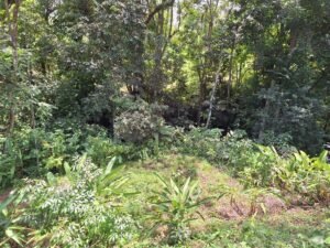 Tinamastes valley property near dominical (6)