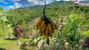 2 bed house for sale in Costa Rica 1 (64)