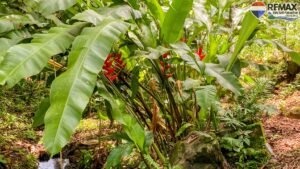 4 bed House for sale in Ojochal Costa Rica 1 (65)