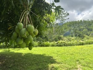 Ocean View Land with Guest House for Sale in Tres Rios Costa Rica 190683 (16)