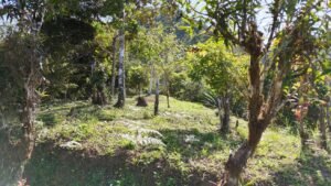 Secluded Mountain Farm with Ocean Views in Uvita Hills – 190824 (17)