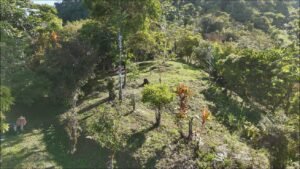 Secluded Mountain Farm with Ocean Views in Uvita Hills – 190824 (34)