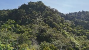 Secluded Mountain Farm with Ocean Views in Uvita Hills – 190824 (35)