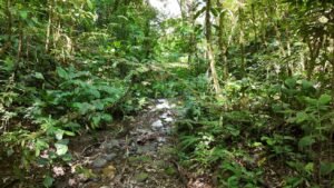 Secluded Mountain Farm with Ocean Views in Uvita Hills – 190824 (36)