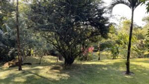 Ojochal Ocean View Home for Sale 3 Bedroom Jungle Retreat on 1.5 Acres – 192946 (25)