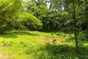1.36 Acre Jungle View Lot in San Buenas Ready to Build Near Ojochal – 197031 (1)