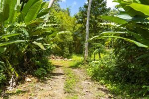 1.36 Acre Jungle View Lot in San Buenas Ready to Build Near Ojochal – 197031 (3)