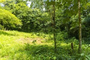 1.36 Acre Jungle View Lot in San Buenas Ready to Build Near Ojochal – 197031 (8)