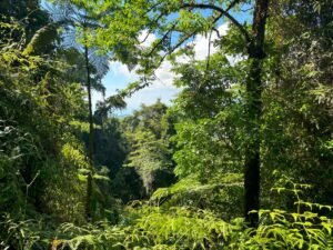 110.17 Acres Ocean View Mountain Estate with Waterfalls Near Hatillo, Costa Rica – 197982 (12)
