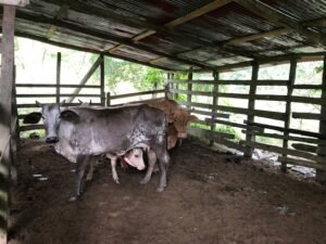126 Acres Farm for Sale in Costa Rica Ocean View & Waterfalls – 197945 (1)