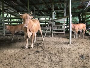 126 Acres Farm for Sale in Costa Rica Ocean View & Waterfalls – 197945 (30)