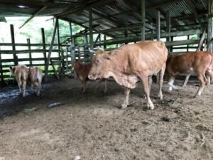 126 Acres Farm for Sale in Costa Rica Ocean View & Waterfalls – 197945 (31)