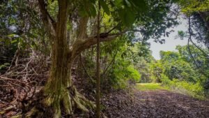136 Acres Ocean View Land for Sale Near Dominical, Costa Rica – 196812 (3)