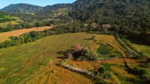 16.6 Acres Commercial Land for Sale in Matapalo Highway Frontage- 197926 (14)