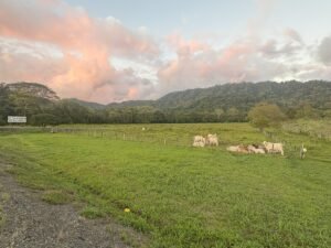 16.6 Acres Commercial Land for Sale in Matapalo Highway Frontage- 197926 (15)