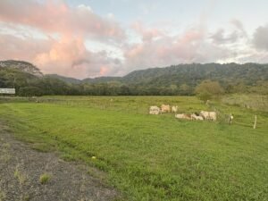 16.6 Acres Commercial Land for Sale in Matapalo Highway Frontage- 197926 (17)