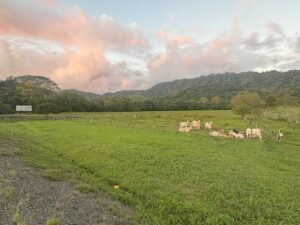 16.6 Acres Commercial Land for Sale in Matapalo Highway Frontage- 197926 (7)