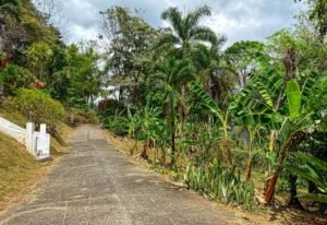 3 Bedroom Ocean View Home on 3.64 Acres Near Dominical Beach (15)