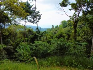 Build-Ready Ocean View Lot in Uvita Costa Rica with Ballena Rock Views (21) – 197046