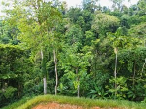 Build-Ready Ocean View Lot in Uvita Costa Rica with Ballena Rock Views (28) – 197046