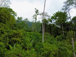 Build-Ready Ocean View Lot in Uvita Costa Rica with Ballena Rock Views (35) – 197046